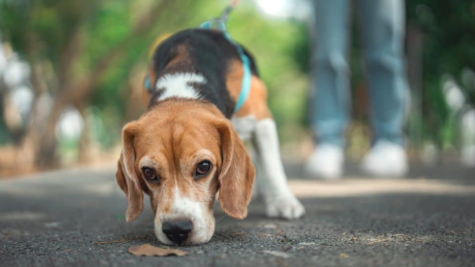 Beagle dog sniffs the ground while walking with owner