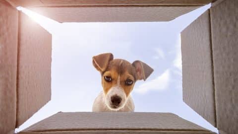 Curious jack Russel Terrier dog is looking at what's inside the cardboard box