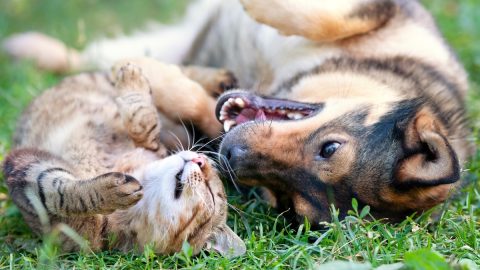 Dog and cat playing together in grass