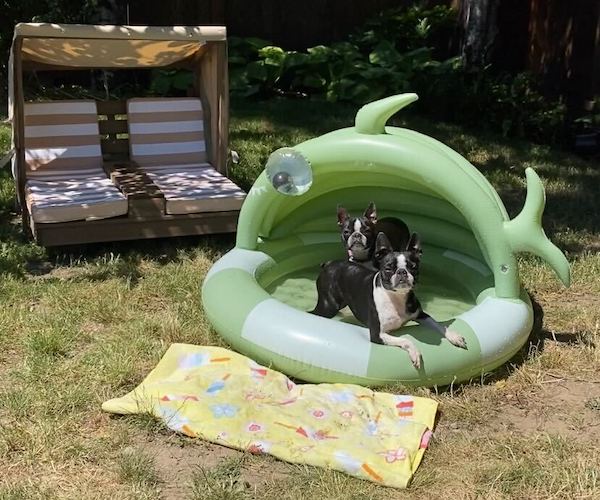Two Boston Terriers sit in covered fish-shaped swimming pool