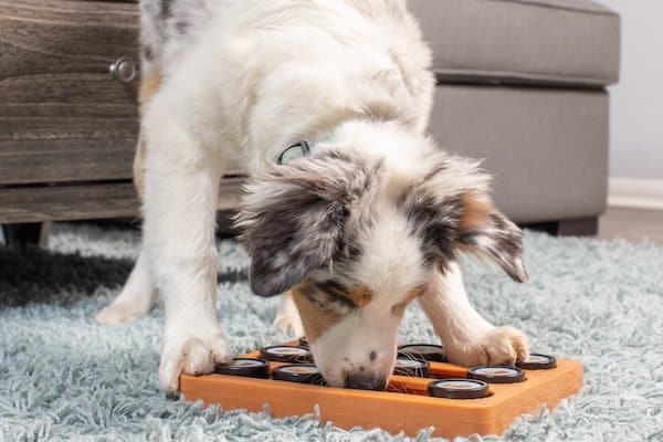 Dog playing with sushi puzzle