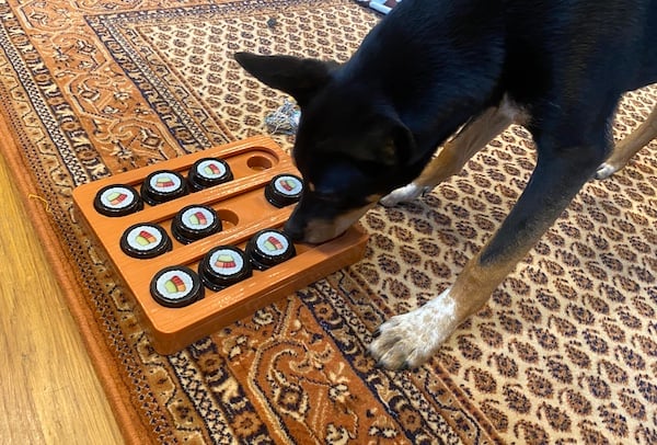 Dog sniffs sushi toy