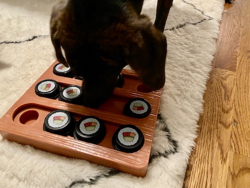Dog playing with sushi puzzle