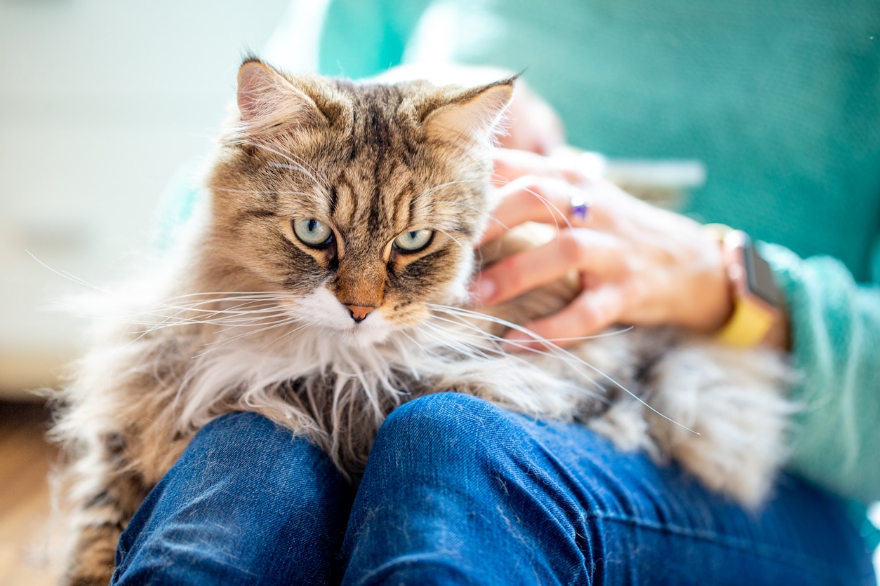 Wie lange können Katzen ohne Futter auskommen?
