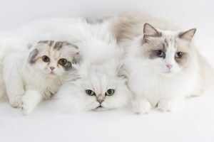 Three cats that look like Taylor Swift's cats