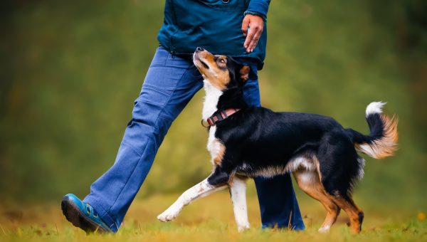 Dog trots obediently at person's side outdoors