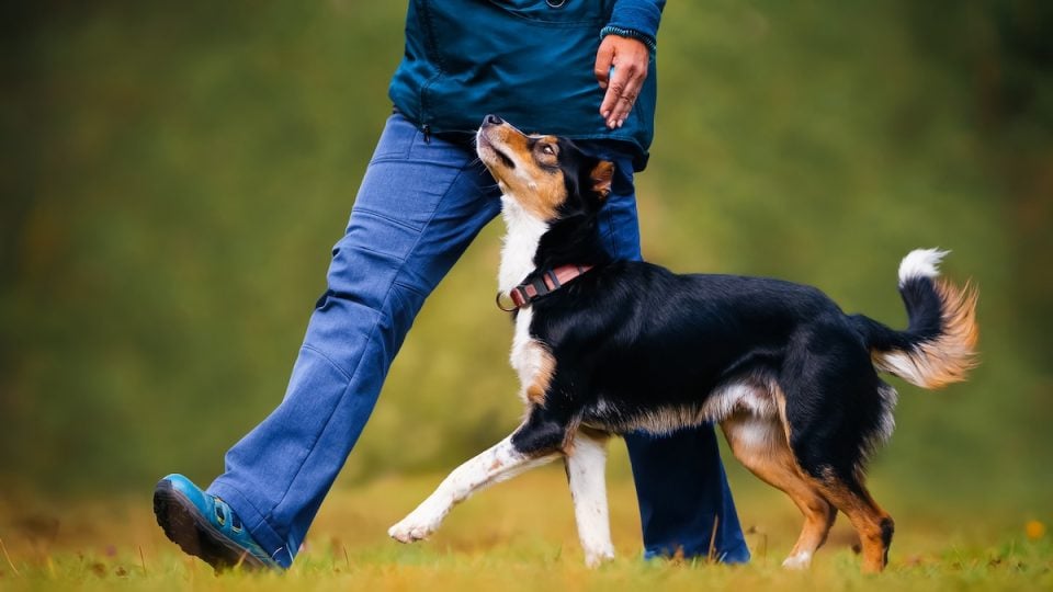 Dog trots obediently at person's side outdoors