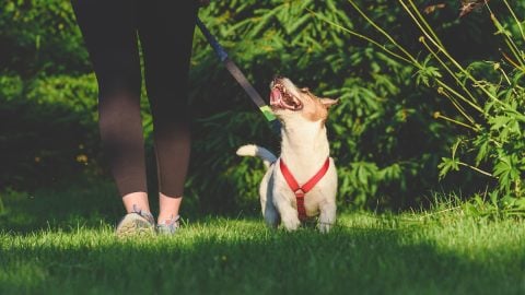 Dog walking next to owner on a grassy lawn, in "heel" position
