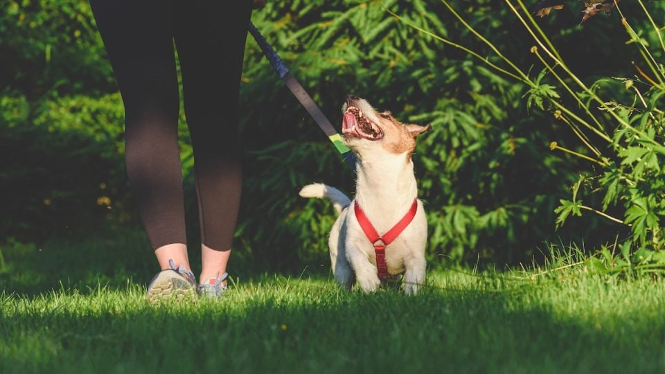 Dog walking next to owner on a grassy lawn, in "heel" position