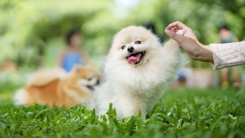 Tiny dog learning to high five in grassy field
