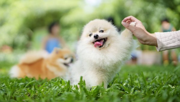 Tiny dog learning to high five in grassy field