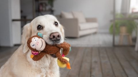 Dog holding toy in mouth