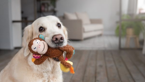 Dog holding toy in mouth
