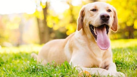 Golden Lab lying down in grass with tongue out