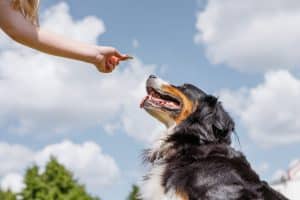 Offering dog treat outside