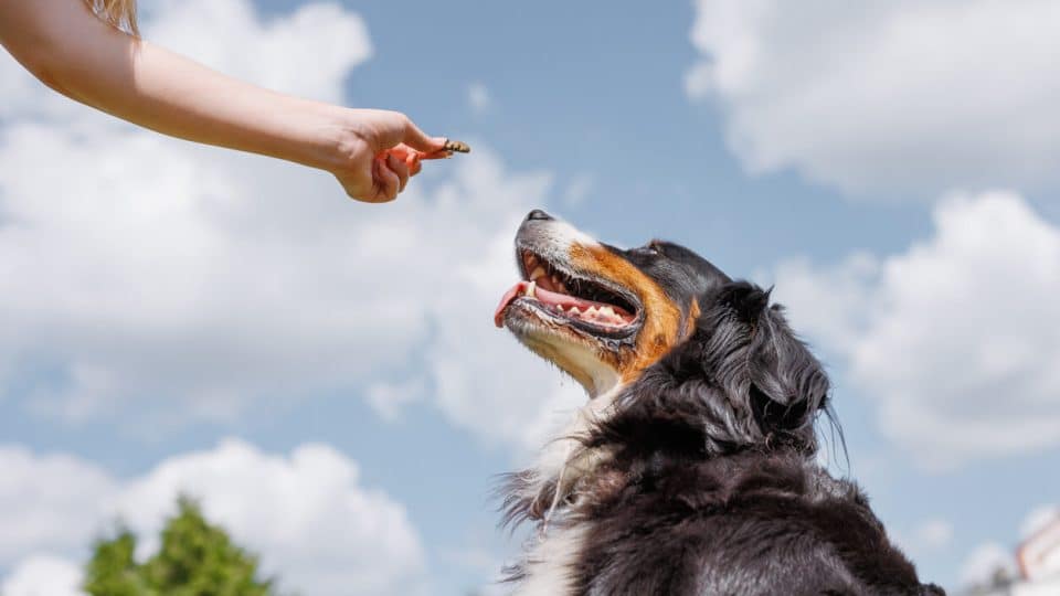 Offering dog treat outside