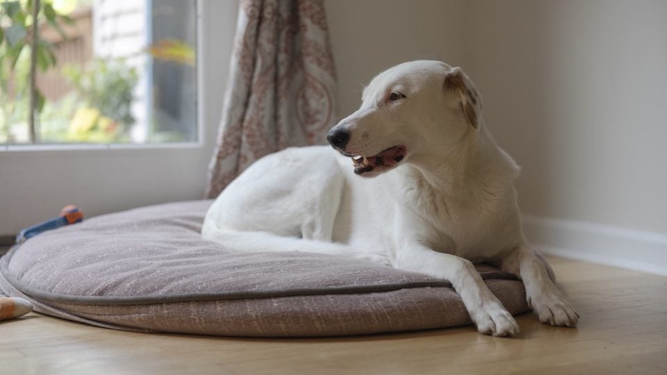 Dog laying on mat in home