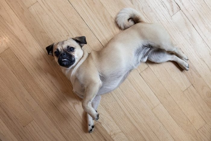 Pug lying on floor