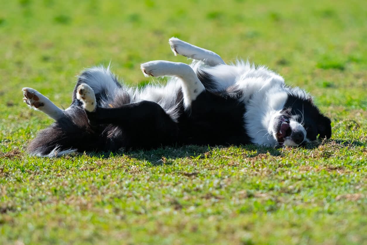 Dog lying on back in grass