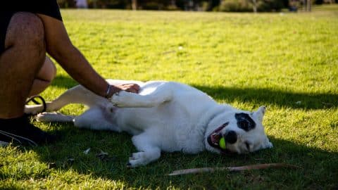 Person training dog to roll over in grassy field