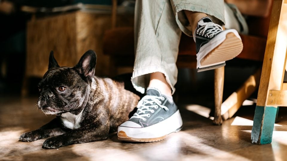 Dog sitting peacefully at person's feet in cafe