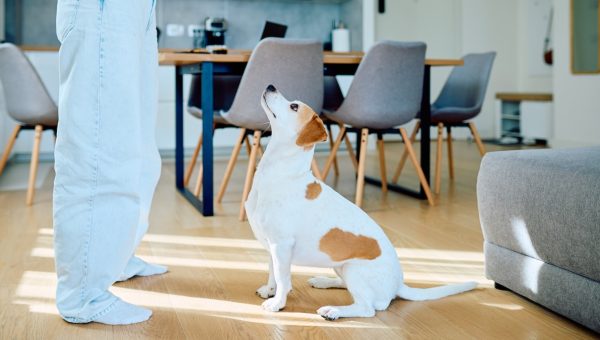 Dog learning to sit in home