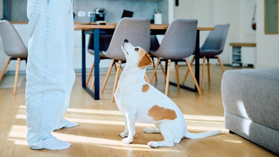 Dog learning to sit in home