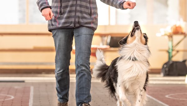 Person training dog to spin in gym