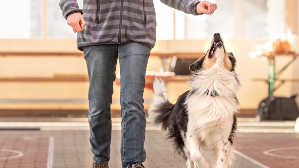 Person training dog to spin in gym