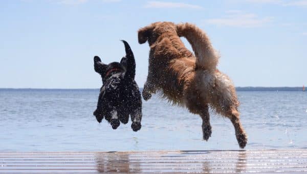 Two dogs jumping into water