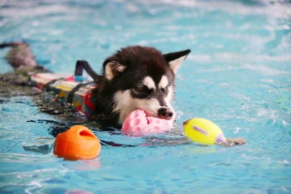 Malamute puppy swimming in pool