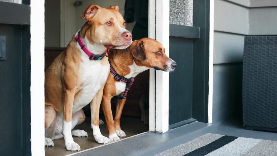 Dogs waiting patiently in doorway