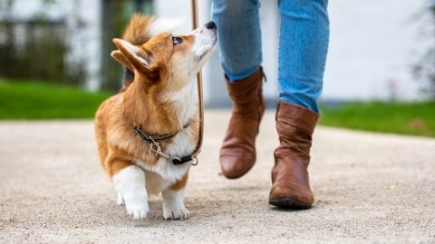 Corgi looking up at owner on walk