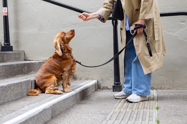 Dog looks at woman holding treat