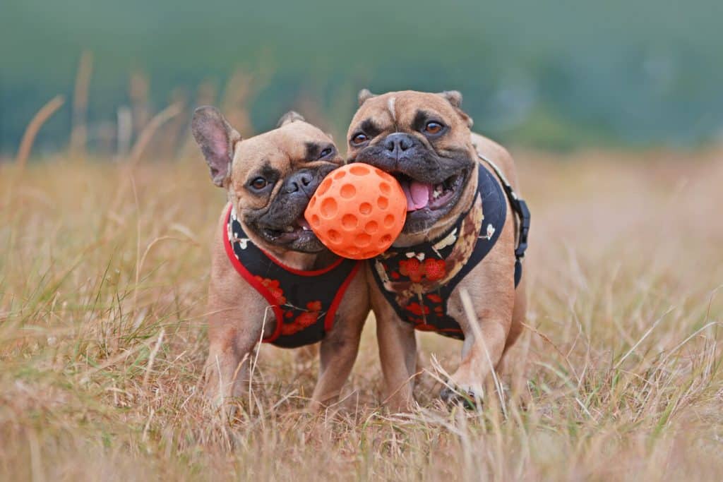 Two dogs in red and black harnesses sharing an orange ball