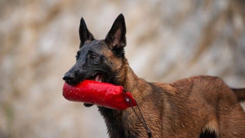 Wet young belgian malinois shepherd dog holding a red toy in her mouth playing outside