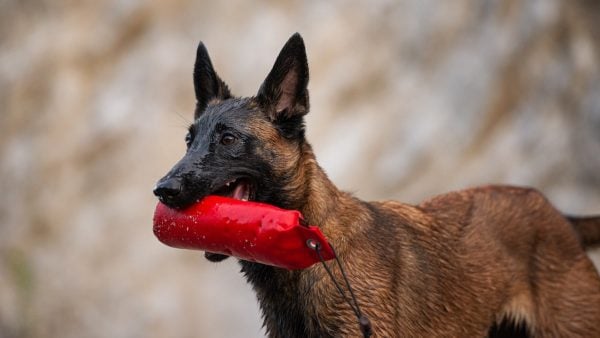 Belgian Malinois holding a red toy in her mouth playing outside