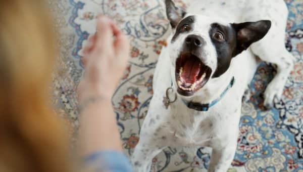 Woman teaching her black and white dog to speak