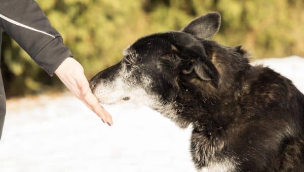 Dog touches outstretched human palm with nose in snowy field