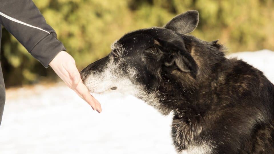 Dog touches outstretched human palm with nose in snowy field