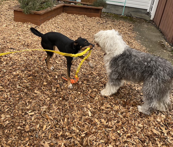 black-and-tan dog with rope toy and Old English Sheepdog watching
