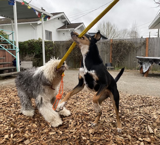 Old English Sheepdog and Cattle Dog mix both tugging on rope toy
