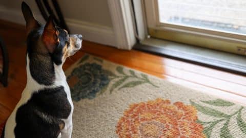 A dog looking through a glass door at home