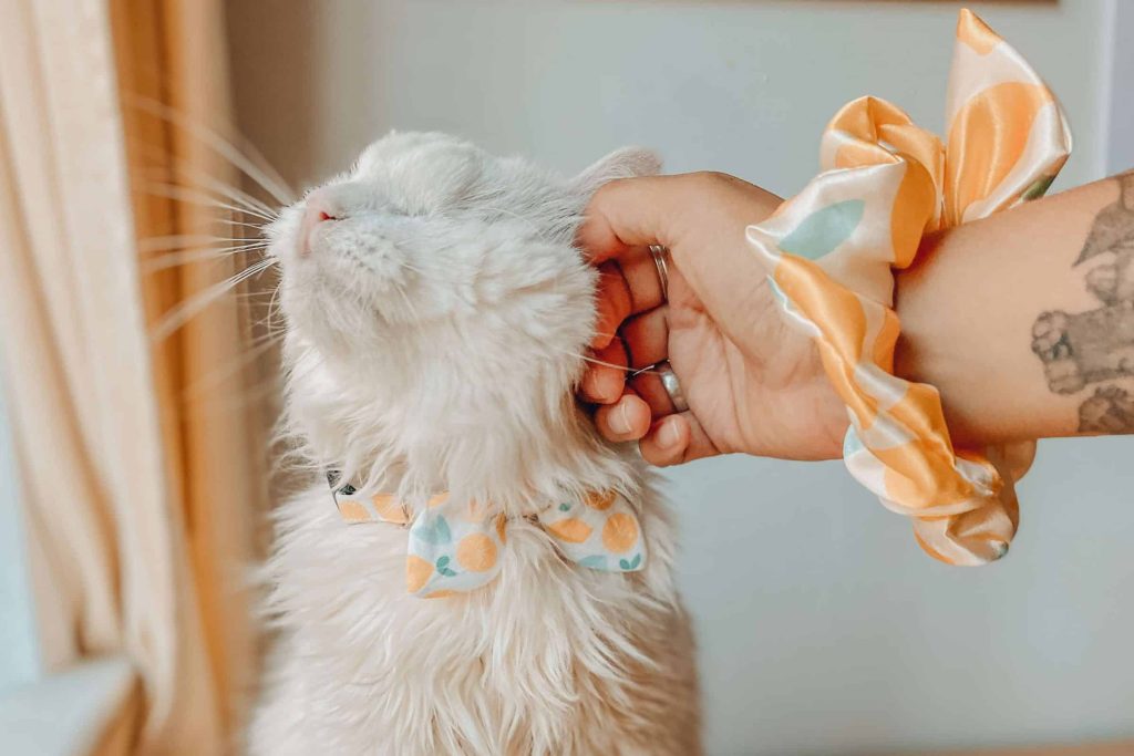 White long-haired cat with a bow tie from The Goodest Pet