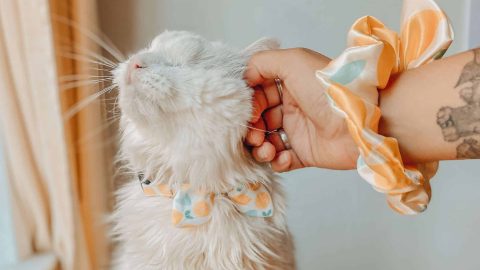 White long-haired cat with a bow tie from The Goodest Pet