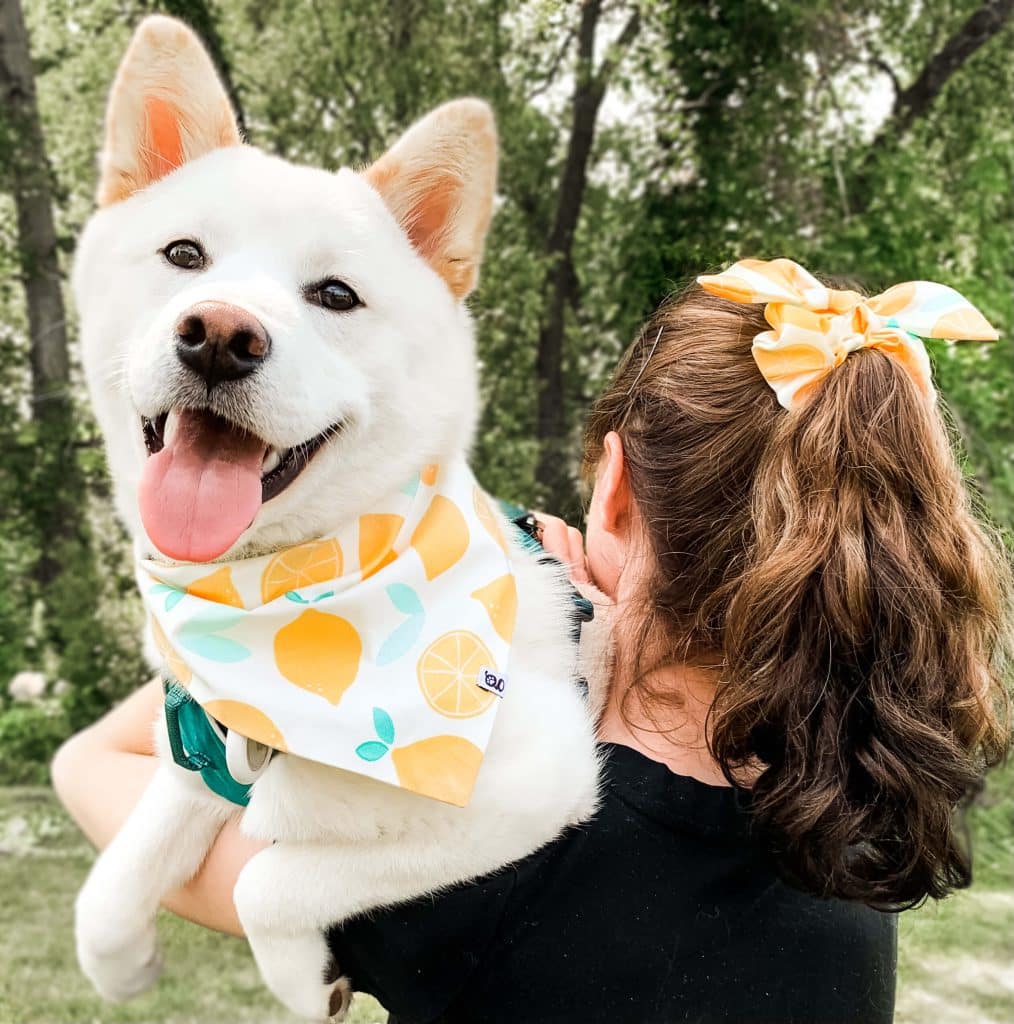 White Shiba Inu with a lemon pattern bandana 