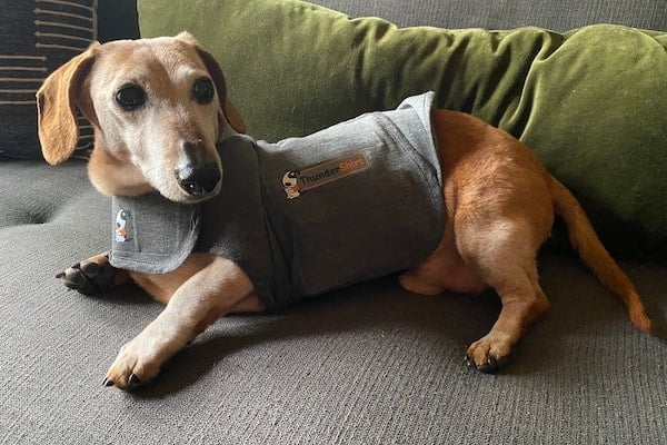 Dog sits on couch, wearing ThunderShirt