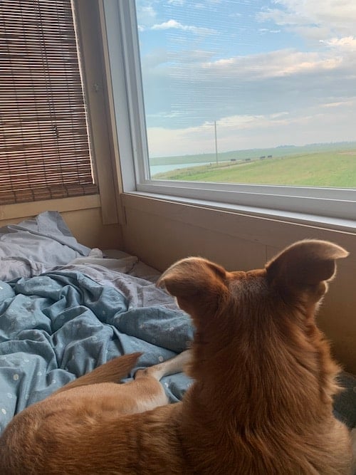 dog lays in bed and looks out the window