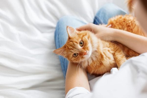 Person holding cat on lap
