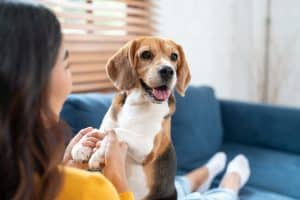 Person sitting on couch playing with Beagle